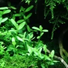Tropica Akvarieplante i potte Bacopa monnieri Compact