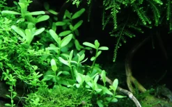 Tropica Akvarieplante i potte Bacopa monnieri Compact