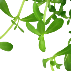 Tropica Akvarieplante i potte Bacopa monnieri Compact