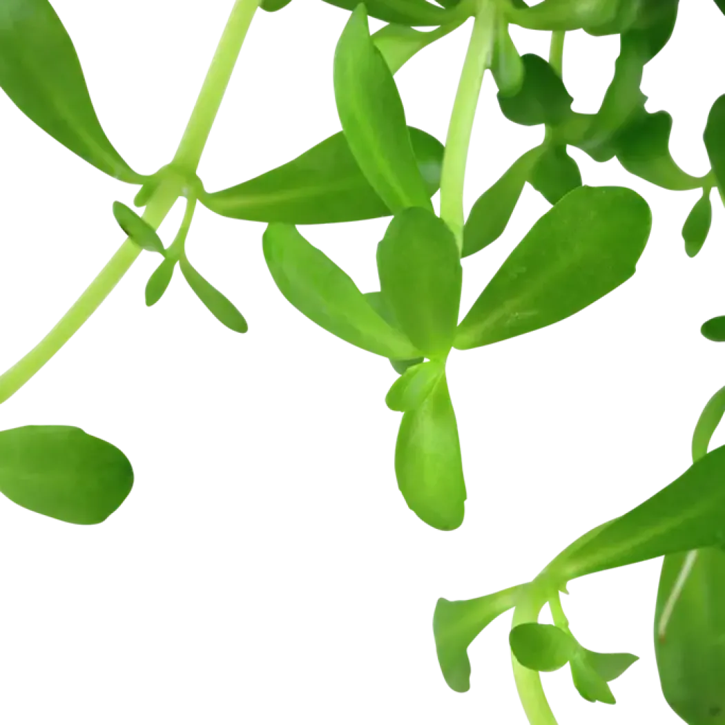 Tropica Akvarieplante i potte Bacopa monnieri Compact