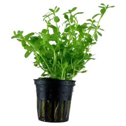 Tropica Akvarieplante i potte Bacopa monnieri Compact
