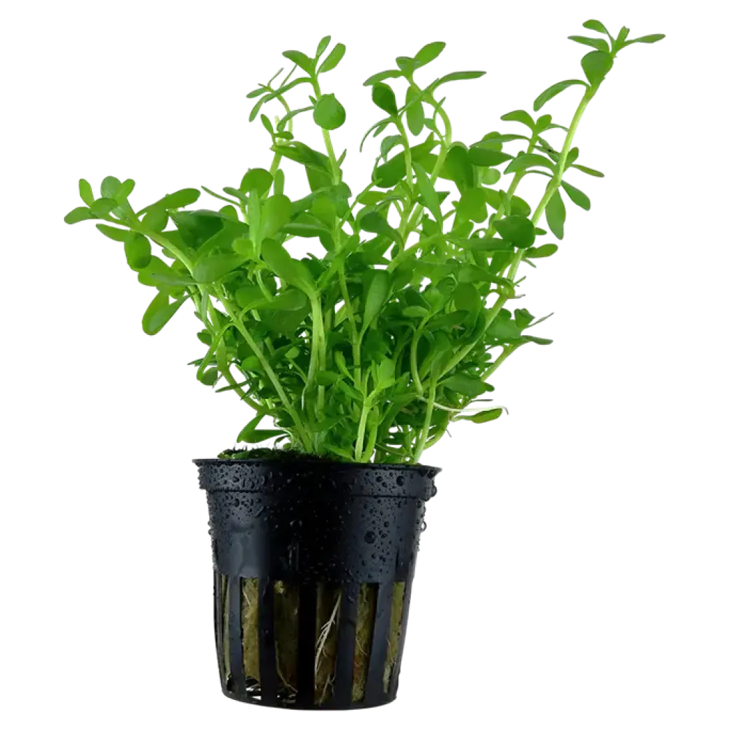 Tropica Akvarieplante i potte Bacopa monnieri Compact