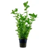 Tropica Akvarieplante i potte Bacopa caroliniana