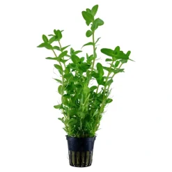 Tropica Akvarieplante i potte Bacopa caroliniana