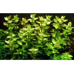 Tropica Akvarieplante i potte Bacopa caroliniana
