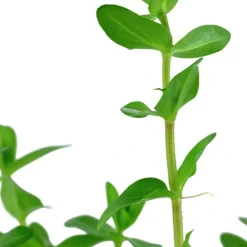 Tropica Akvarieplante i potte Bacopa caroliniana