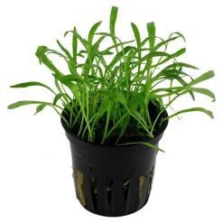 Tropica Akvarieplante i potte Lilaeopsis brasiliensis