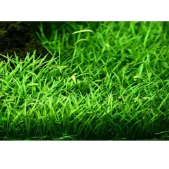 Tropica Akvarieplante i potte Lilaeopsis brasiliensis