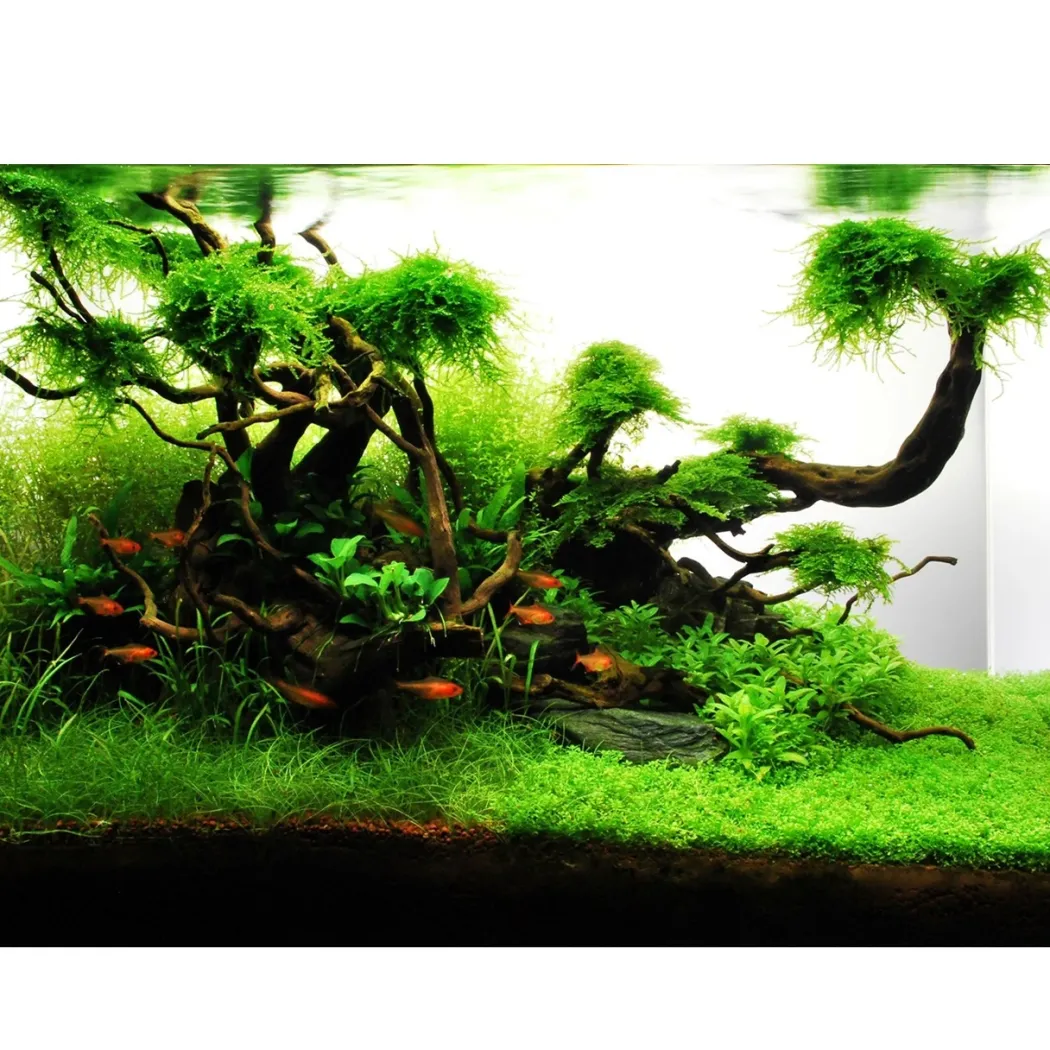 Tropica Akvarieplante i potte Lilaeopsis brasiliensis