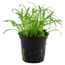 Tropica Akvarieplante i potte Lilaeopsis brasiliensis
