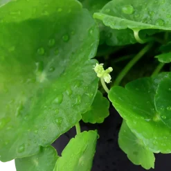 Tropica Akvarieplante i potte Hydrocotyle verticillata
