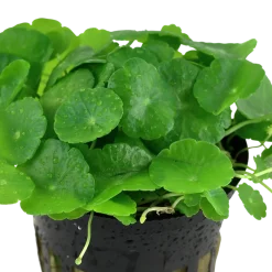 Tropica Akvarieplante i potte Hydrocotyle verticillata