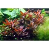 Tropica Akvarieplante i potte Ludwigia glandulosa