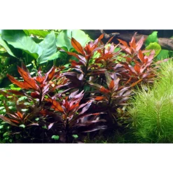 Tropica Akvarieplante i potte Ludwigia glandulosa