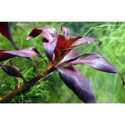 Tropica Akvarieplante i potte Ludwigia glandulosa