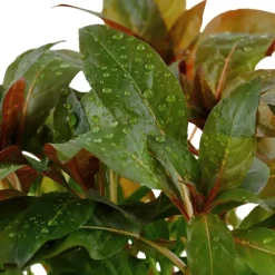 Tropica Akvarieplante i potte Ludwigia glandulosa