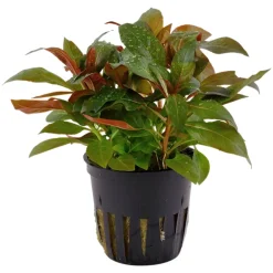 Tropica Akvarieplante i potte Ludwigia glandulosa