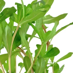 Tropica Akvarieplante i potte Ammannia crassicaulis