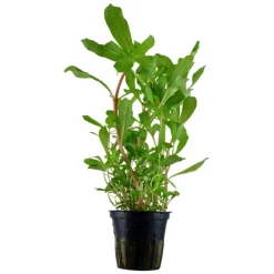 Tropica Akvarieplante i potte Ammannia crassicaulis