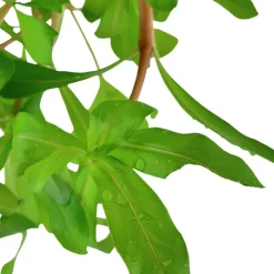 Tropica Akvarieplante i potte Ammannia crassicaulis