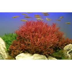 Tropica Akvarieplante i potte Ammannia crassicaulis