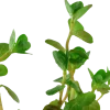 Tropica Akvarieplante i potte Rotala rotundifolia