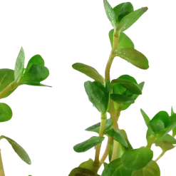 Tropica Akvarieplante i potte Rotala rotundifolia