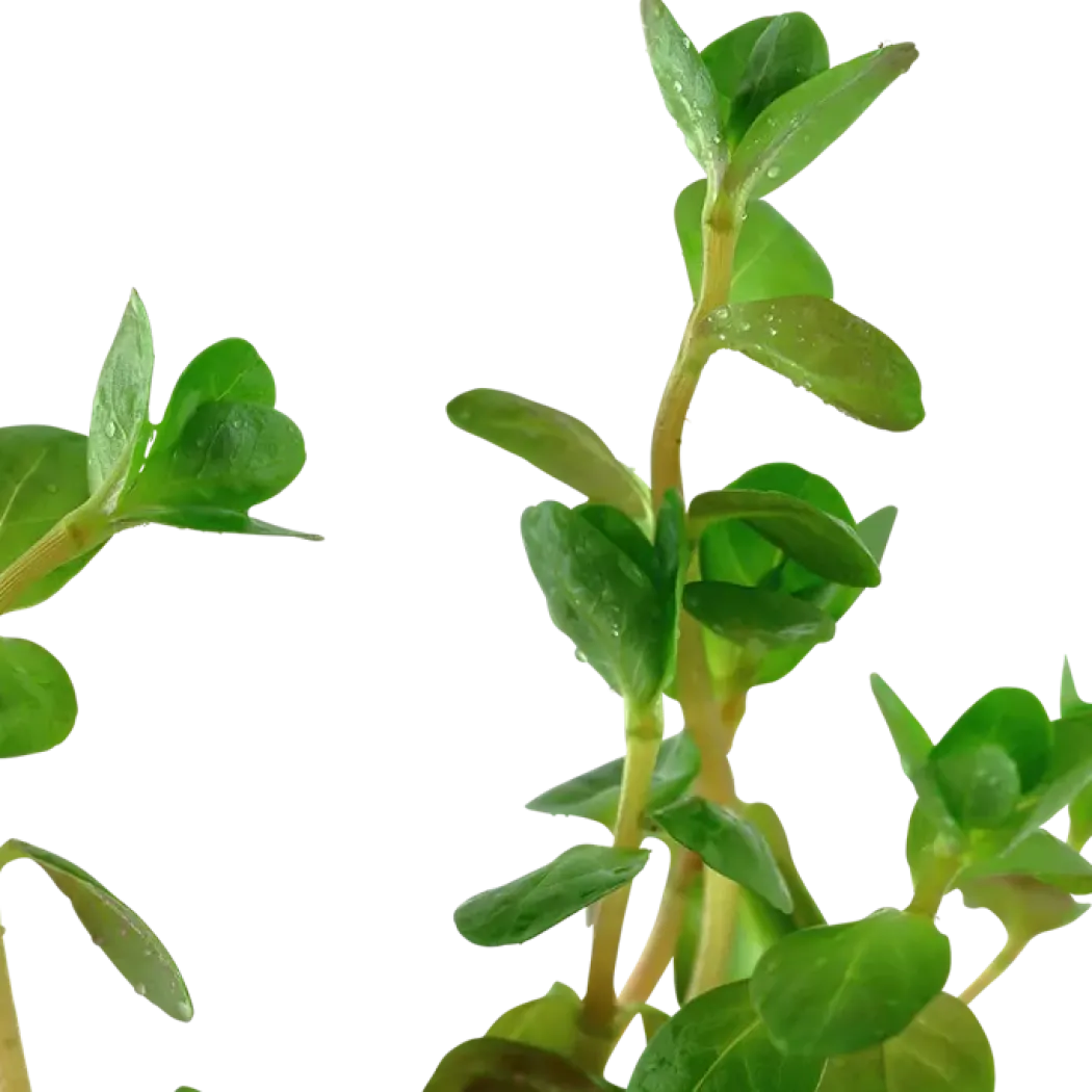 Tropica Akvarieplante i potte Rotala rotundifolia
