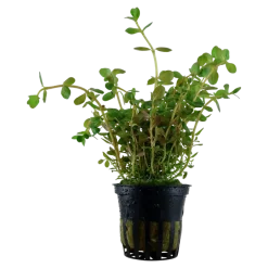 Tropica Akvarieplante i potte Rotala rotundifolia