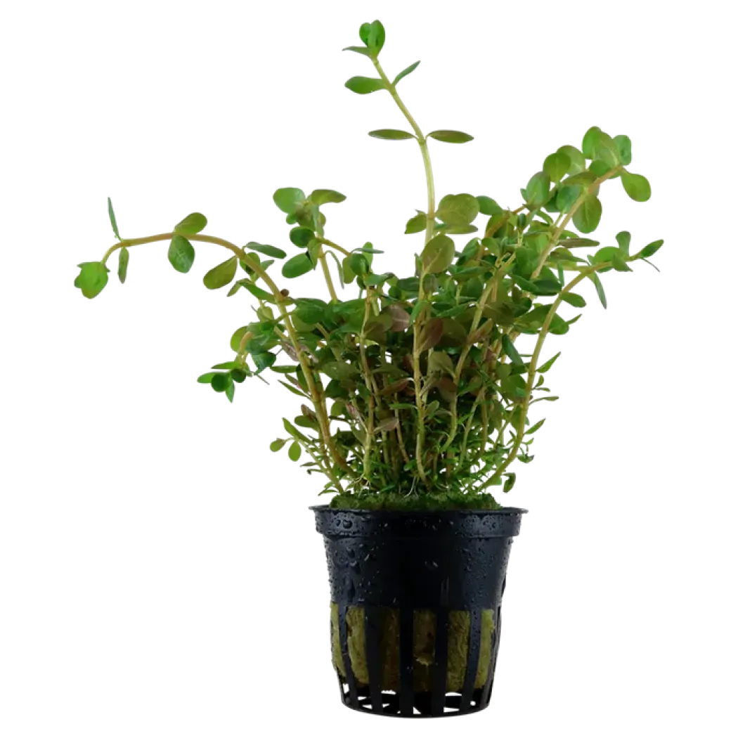 Tropica Akvarieplante i potte Rotala rotundifolia