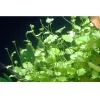 Tropica Akvarieplante i potte Cardamine lyrata