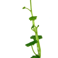 Tropica Akvarieplante i potte Cardamine lyrata