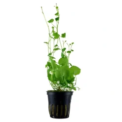 Tropica Akvarieplante i potte Cardamine lyrata
