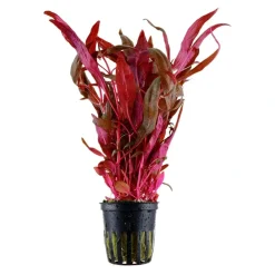 Tropica Akvarieplante i potte Alternanthera reineckii Pink