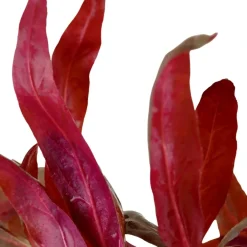 Tropica Akvarieplante i potte Alternanthera reineckii Pink