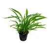 Tropica Akvarieplante i potte Microsorum pteropus Narrow