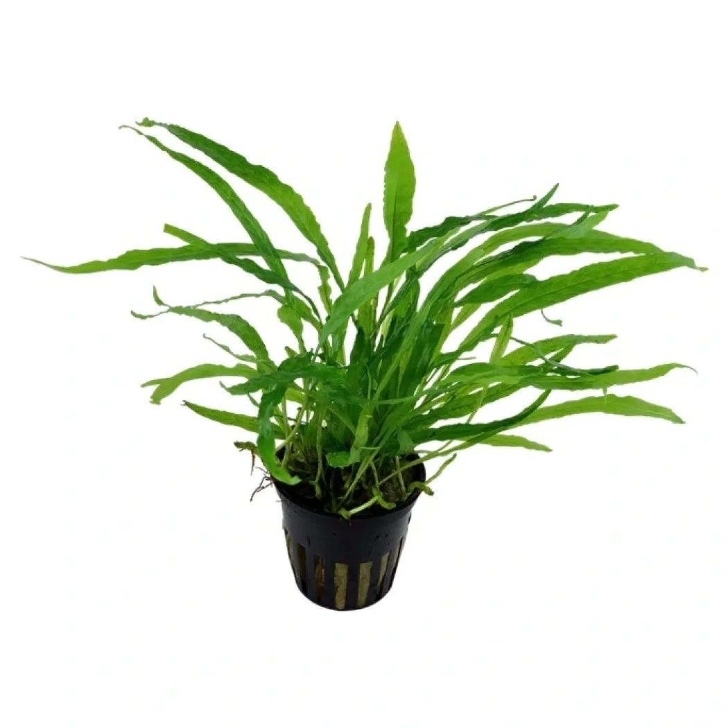 Tropica Akvarieplante i potte Microsorum pteropus Narrow