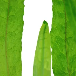 Tropica Akvarieplante i potte Microsorum pteropus Narrow