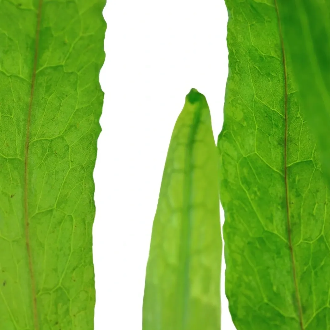Tropica Akvarieplante i potte Microsorum pteropus Narrow