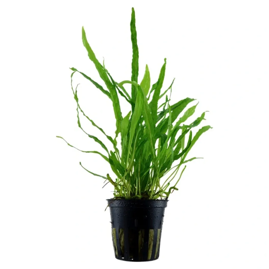 Tropica Akvarieplante i potte Microsorum pteropus Narrow
