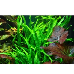 Tropica Akvarieplante i potte Microsorum pteropus Narrow
