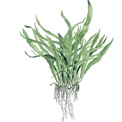 Tropica Akvarieplante i potte Microsorum pteropus Narrow