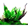 Tropica Akvarieplante i potte Microsorum pteropus