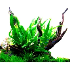 Tropica Akvarieplante i potte Microsorum pteropus
