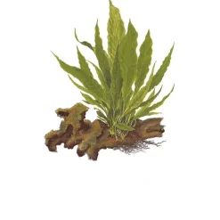 Tropica Akvarieplante i potte Microsorum pteropus