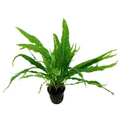 Tropica Akvarieplante i potte Microsorum pteropus