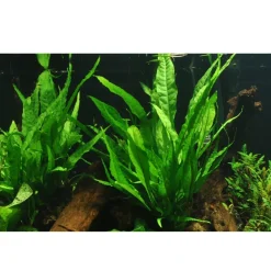 Tropica Akvarieplante i potte Microsorum pteropus