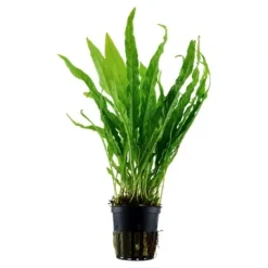 Tropica Akvarieplante i potte Microsorum pteropus