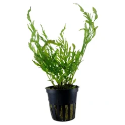 Tropica Akvarieplante i potte Bolbitis heudelotii
