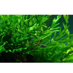 Tropica Akvarieplante i potte Bolbitis heudelotii